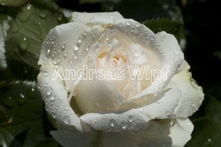 xx2006_06_18_rose_weiss_006.jpg