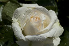 xx2006_06_18_rose_weiss_006_small.jpg