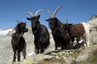 xx2007_08_05_oberaletsch_024_small.jpg